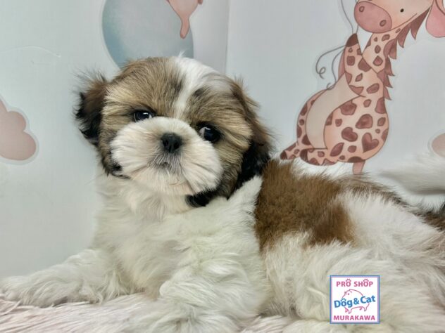 広島県のシーズー (アミーゴ温品店/2025年12月17日生まれ/男の子/ゴールドホワイト)の子犬の3枚目の画像