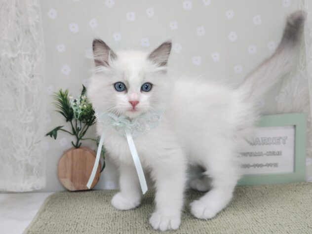 愛媛県のラグドール (アミーゴ松山久米店/2025年12月7日生まれ/男の子/ブルーポイントバイカラー)の子猫の2枚目の画像