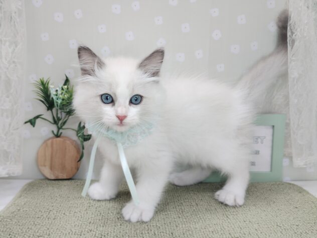 愛媛県のラグドール (アミーゴ松山久米店/2025年12月7日生まれ/男の子/ブルーポイントバイカラー)の子猫の1枚目の画像