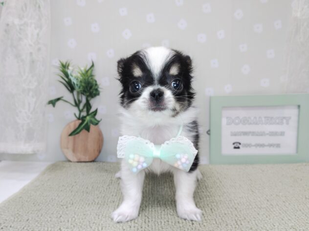 愛媛県のチワワ(ロング) (アミーゴ松山久米店/2025年12月2日生まれ/女の子/ブラックタンホワイト)の子犬の3枚目の画像