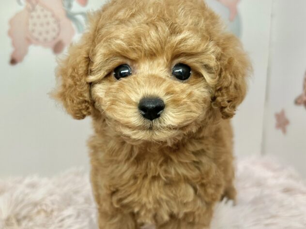 広島県のトイプードル(トイ) (アミーゴ温品店/2025年12月23日生まれ/女の子/オレンジフォーン)の子犬の1枚目の画像