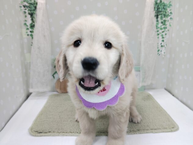 愛媛県のゴールデンレトリバー (アミーゴ松山久米店/2025年12月6日生まれ/男の子/ゴールデン)の子犬の2枚目の画像