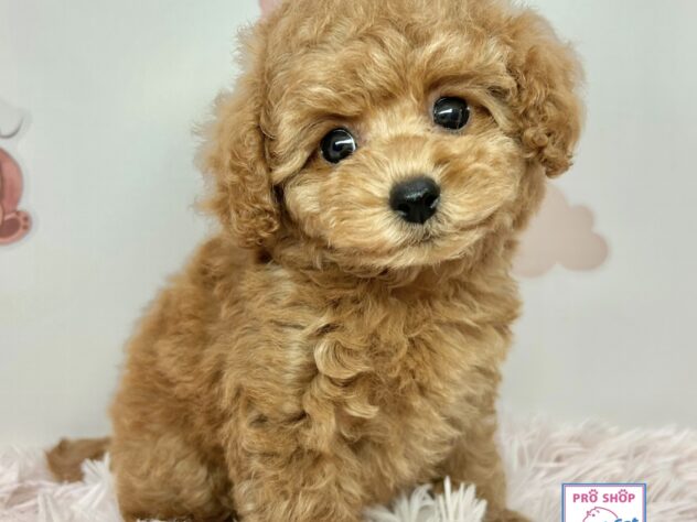 広島県のトイプードル(トイ) (アミーゴ温品店/2025年12月23日生まれ/女の子/オレンジフォーン)の子犬の2枚目の画像