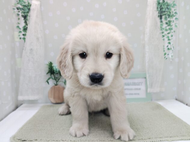 愛媛県のゴールデンレトリバー (アミーゴ松山久米店/2025年12月6日生まれ/男の子/ゴールデン)の子犬の3枚目の画像