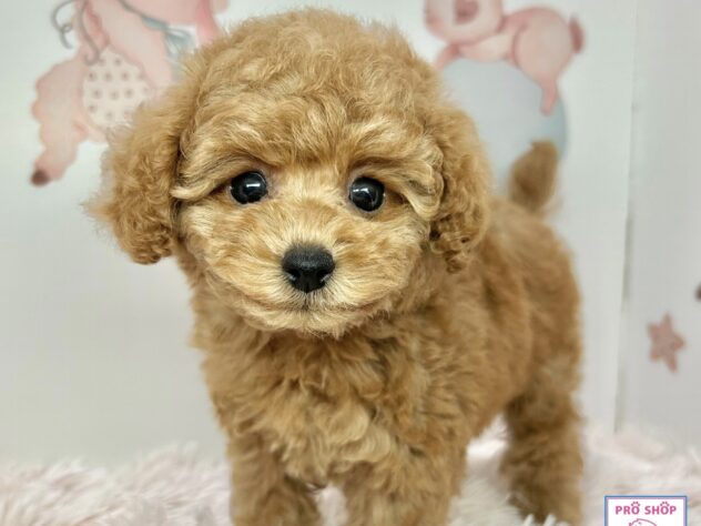 広島県のトイプードル(トイ) (アミーゴ温品店/2025年12月23日生まれ/女の子/オレンジフォーン)の子犬の3枚目の画像