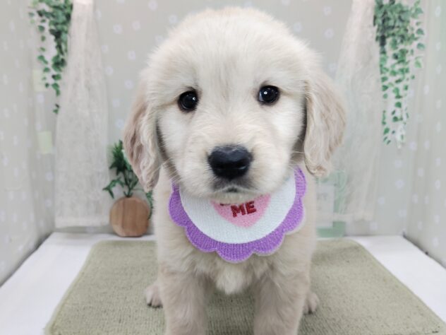 愛媛県のゴールデンレトリバー (アミーゴ松山久米店/2025年12月6日生まれ/男の子/ゴールデン)の子犬の1枚目の画像