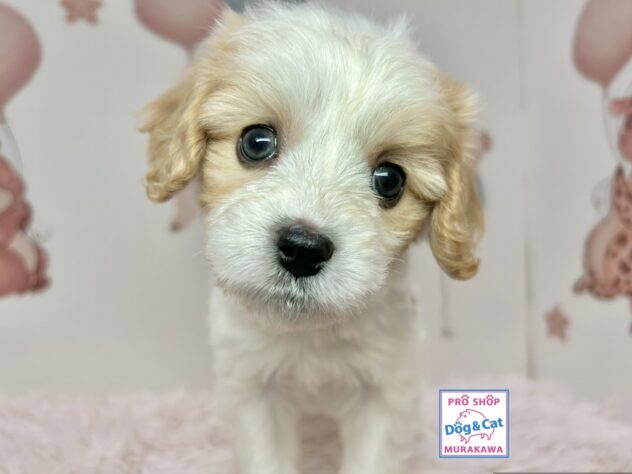 広島県のハーフ犬・ミックス犬 (アミーゴ温品店/2025年12月25日生まれ/女の子/クリームホワイト)の子犬の1枚目の画像