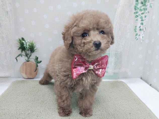 愛媛県のトイプードル(トイ) (アミーゴ松山久米店/2025年11月29日生まれ/男の子/レッド)の子犬の2枚目の画像