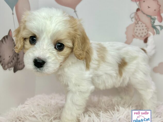 広島県のハーフ犬・ミックス犬 (アミーゴ温品店/2025年12月25日生まれ/女の子/クリームホワイト)の子犬の2枚目の画像