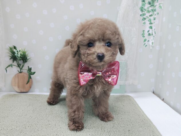 愛媛県のトイプードル(トイ) (アミーゴ松山久米店/2025年11月29日生まれ/男の子/レッド)の子犬の1枚目の画像