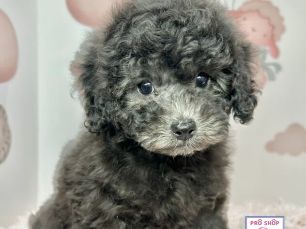 広島県のトイプードル(トイ) (アミーゴ温品店/2026年2月18日生まれ/女の子/シルバー)の子犬の2枚目の画像