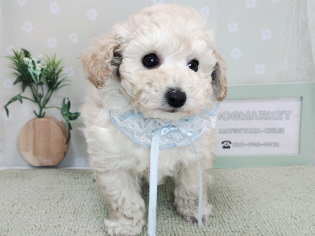 愛媛県のハーフ犬・ミックス犬 (アミーゴ松山久米店/2025年12月7日生まれ/女の子/クリーム)の子犬の2枚目の画像