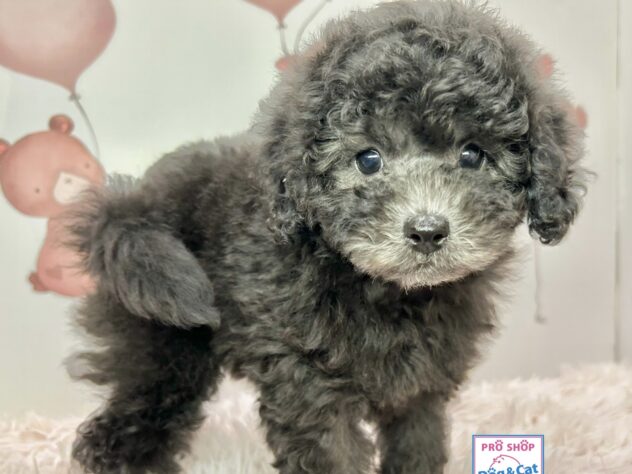 広島県のトイプードル(トイ) (アミーゴ温品店/2026年2月18日生まれ/女の子/シルバー)の子犬の1枚目の画像