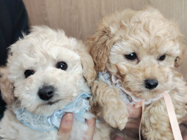 愛媛県のハーフ犬・ミックス犬 (アミーゴ松山久米店/2025年12月7日生まれ/女の子/アプリコット)の子犬の4枚目の画像