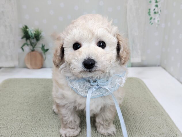 愛媛県のハーフ犬・ミックス犬 (アミーゴ松山久米店/2025年12月7日生まれ/女の子/クリーム)の子犬の1枚目の画像