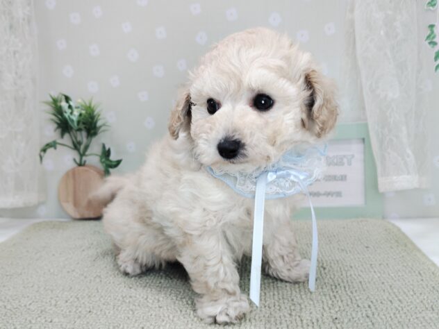 愛媛県のハーフ犬・ミックス犬 (アミーゴ松山久米店/2025年12月7日生まれ/女の子/クリーム)の子犬の3枚目の画像