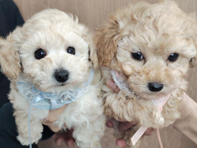 愛媛県のハーフ犬・ミックス犬 (アミーゴ松山久米店/2025年12月7日生まれ/女の子/クリーム)の子犬の4枚目の画像