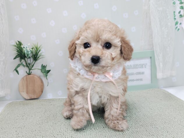 愛媛県のハーフ犬・ミックス犬 (アミーゴ松山久米店/2025年12月7日生まれ/女の子/アプリコット)の子犬の1枚目の画像