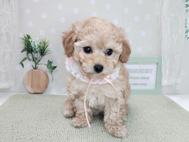 愛媛県のハーフ犬・ミックス犬 (アミーゴ松山久米店/2025年12月7日生まれ/女の子/アプリコット)の子犬の2枚目の画像