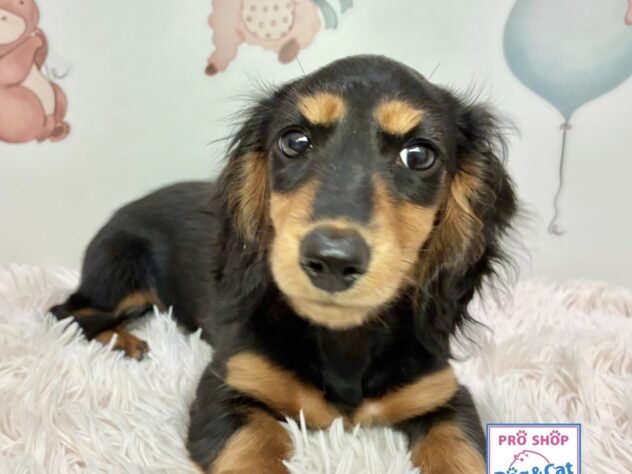 広島県のミニチュアダックスフンド(ロング) (アミーゴ温品店/2025年11月20日生まれ/女の子/ブラックタン)の子犬