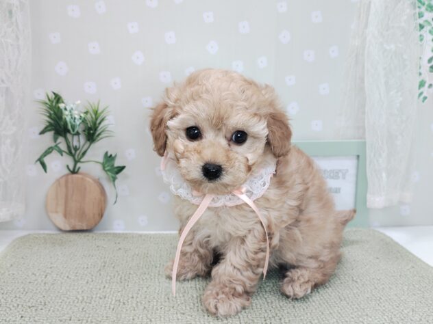 愛媛県のハーフ犬・ミックス犬 (アミーゴ松山久米店/2025年12月7日生まれ/女の子/アプリコット)の子犬の3枚目の画像