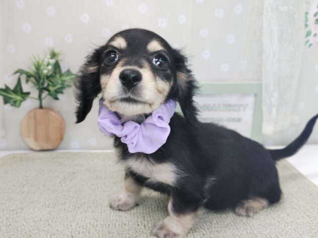 愛媛県のミニチュアダックスフンド(ロング) (アミーゴ松山久米店/2025年12月6日生まれ/女の子/ブラックイエロー)の子犬の1枚目の画像