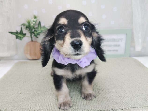 愛媛県のミニチュアダックスフンド(ロング) (アミーゴ松山久米店/2025年12月6日生まれ/女の子/ブラックイエロー)の子犬の2枚目の画像