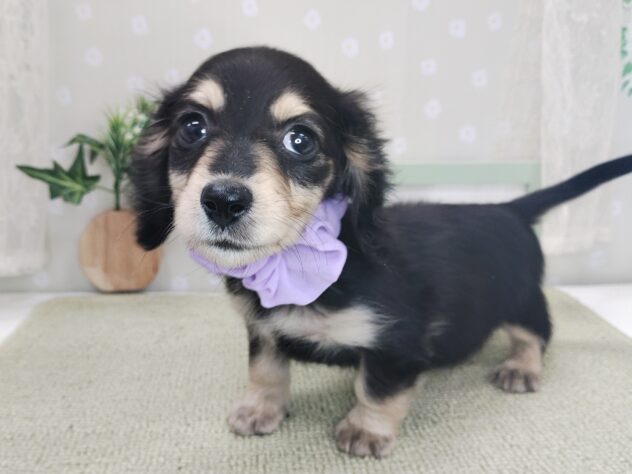 愛媛県のミニチュアダックスフンド(ロング) (アミーゴ松山久米店/2025年12月6日生まれ/女の子/ブラックイエロー)の子犬の3枚目の画像