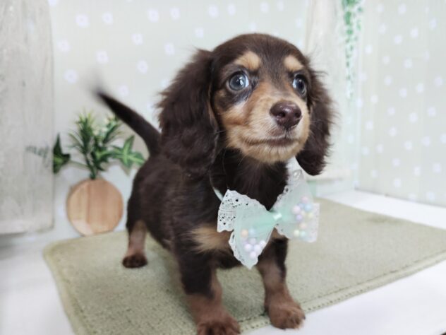 愛媛県のミニチュアダックスフンド(ロング) (アミーゴ松山久米店/2025年12月15日生まれ/女の子/チョコレートタン)の子犬の2枚目の画像