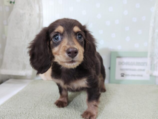 愛媛県のミニチュアダックスフンド(ロング) (アミーゴ松山久米店/2025年12月15日生まれ/女の子/チョコレートタン)の子犬の1枚目の画像