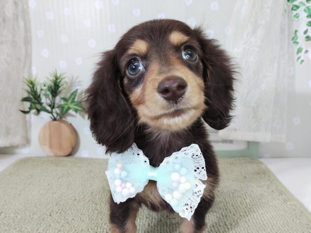 愛媛県のミニチュアダックスフンド(ロング) (アミーゴ松山久米店/2025年12月15日生まれ/女の子/チョコレートタン)の子犬の3枚目の画像