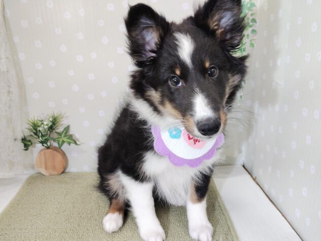 愛媛県のシェットランドシープドッグ (アミーゴ松山久米店/2025年11月17日生まれ/女の子/トライカラー)の子犬の3枚目の画像