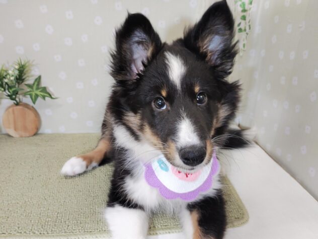愛媛県のシェットランドシープドッグ (アミーゴ松山久米店/2025年11月17日生まれ/女の子/トライカラー)の子犬の1枚目の画像