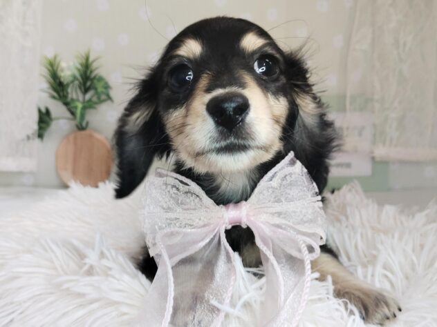 愛媛県のミニチュアダックスフンド(ロング) (アミーゴ松山久米店/2025年12月6日生まれ/女の子/ブラックイエロー)の子犬の3枚目の画像