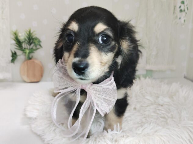 愛媛県のミニチュアダックスフンド(ロング) (アミーゴ松山久米店/2025年12月6日生まれ/女の子/ブラックイエロー)の子犬の2枚目の画像