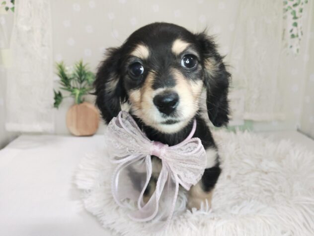 愛媛県のミニチュアダックスフンド(ロング) (アミーゴ松山久米店/2025年12月6日生まれ/女の子/ブラックイエロー)の子犬の1枚目の画像