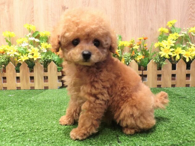 兵庫県のトイプードル(トイ) (アミーゴ伊丹店/2025年12月21日生まれ/女の子/オレンジフォーン)の子犬の1枚目の画像