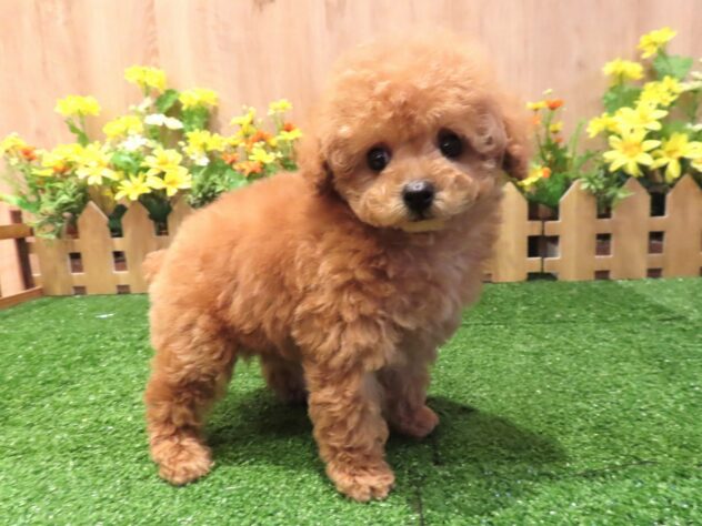 兵庫県のトイプードル(トイ) (アミーゴ伊丹店/2025年12月21日生まれ/女の子/オレンジフォーン)の子犬の2枚目の画像