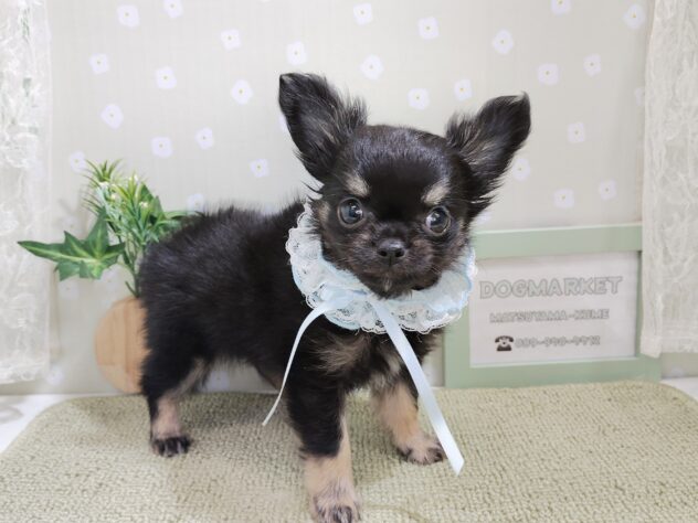 愛媛県のチワワ(ロング) (アミーゴ松山久米店/2025年12月22日生まれ/男の子/ブラックタン)の子犬の1枚目の画像