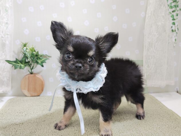 愛媛県のチワワ(ロング) (アミーゴ松山久米店/2025年12月22日生まれ/男の子/ブラックタン)の子犬の2枚目の画像