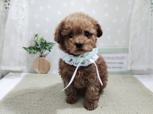 愛媛県のトイプードル(トイ) (アミーゴ松山久米店/2025年12月22日生まれ/女の子/レッドフォーン)の子犬の1枚目の画像