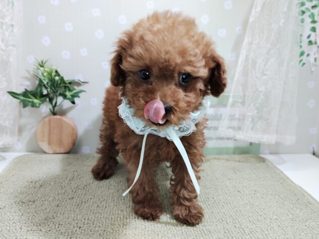 愛媛県のトイプードル(トイ) (アミーゴ松山久米店/2025年12月22日生まれ/女の子/レッドフォーン)の子犬の3枚目の画像