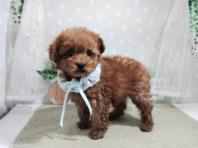 愛媛県のトイプードル(トイ) (アミーゴ松山久米店/2025年12月22日生まれ/女の子/レッドフォーン)の子犬の2枚目の画像