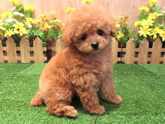 兵庫県のトイプードル(トイ) (アミーゴ伊丹店/2025年12月21日生まれ/女の子/オレンジフォーン)の子犬の3枚目の画像