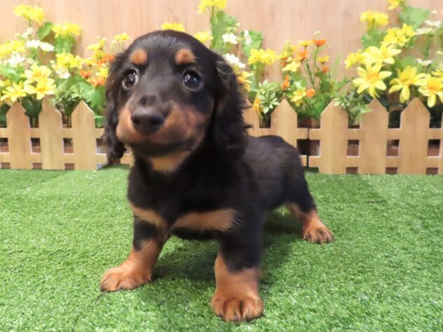 兵庫県のミニチュアダックスフンド(ロング) (アミーゴ伊丹店/2025年12月25日生まれ/男の子/ブラックタン)の子犬の1枚目の画像