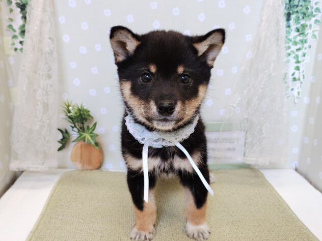 愛媛県の柴犬(標準サイズ) (アミーゴ松山久米店/2025年12月22日生まれ/男の子/黒)の子犬の2枚目の画像