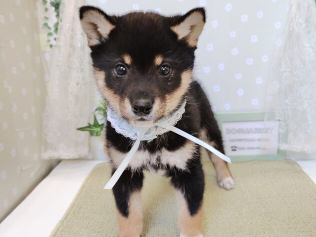 愛媛県の柴犬(標準サイズ) (アミーゴ松山久米店/2025年12月22日生まれ/男の子/黒)の子犬の3枚目の画像