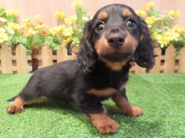 兵庫県のミニチュアダックスフンド(ロング) (アミーゴ伊丹店/2025年12月25日生まれ/男の子/ブラックタン)の子犬の3枚目の画像