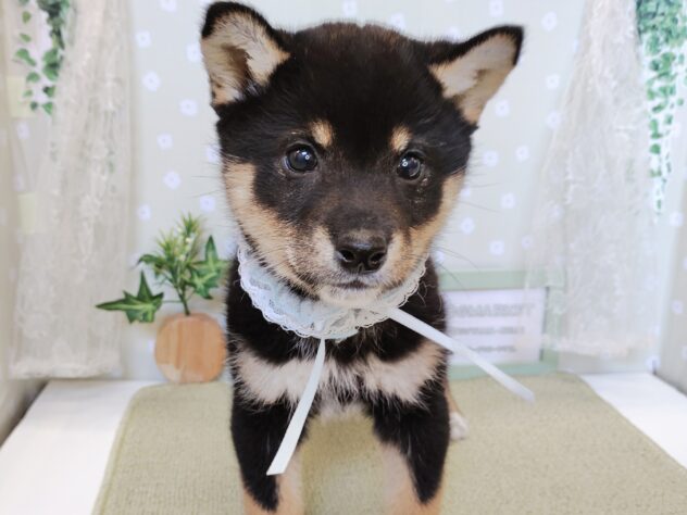 愛媛県の柴犬(標準サイズ) (アミーゴ松山久米店/2025年12月22日生まれ/男の子/黒)の子犬の1枚目の画像