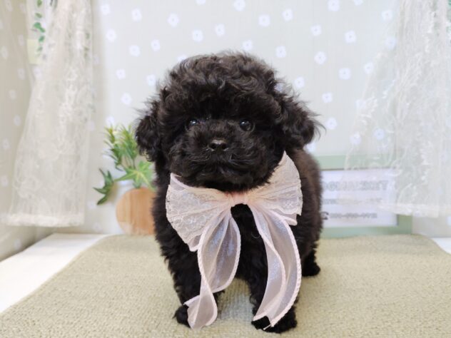 愛媛県のトイプードル(トイ) (アミーゴ松山久米店/2025年12月26日生まれ/女の子/ブラック)の子犬の2枚目の画像